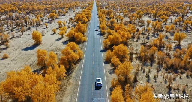470万亩胡杨林带你秋游大美新疆