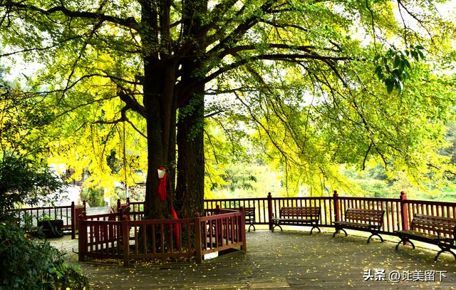 贵州贵阳乌当区百宜镇拐吉村的银杏树叶梯次金黄