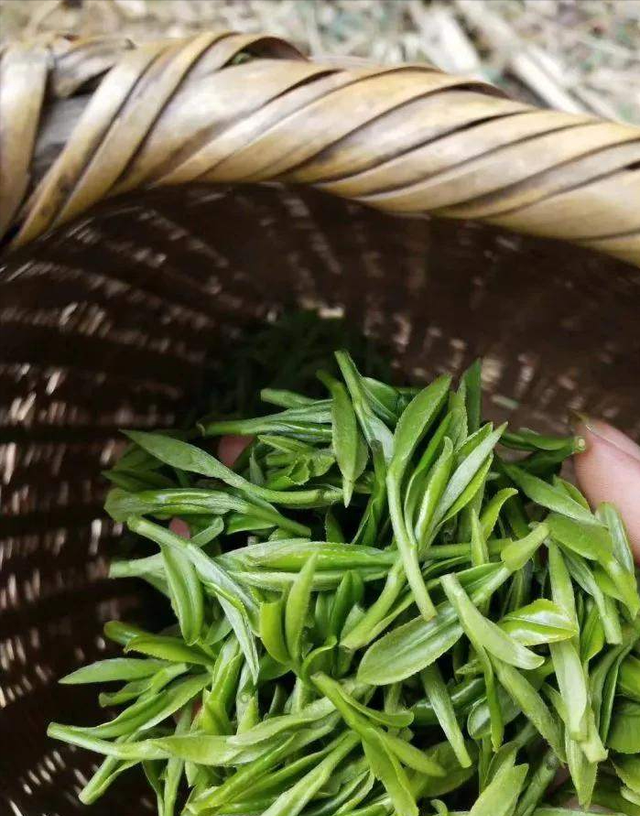 安徽3大“尴尬茶”，口感不输十大名茶，为啥出了皖地没人喝