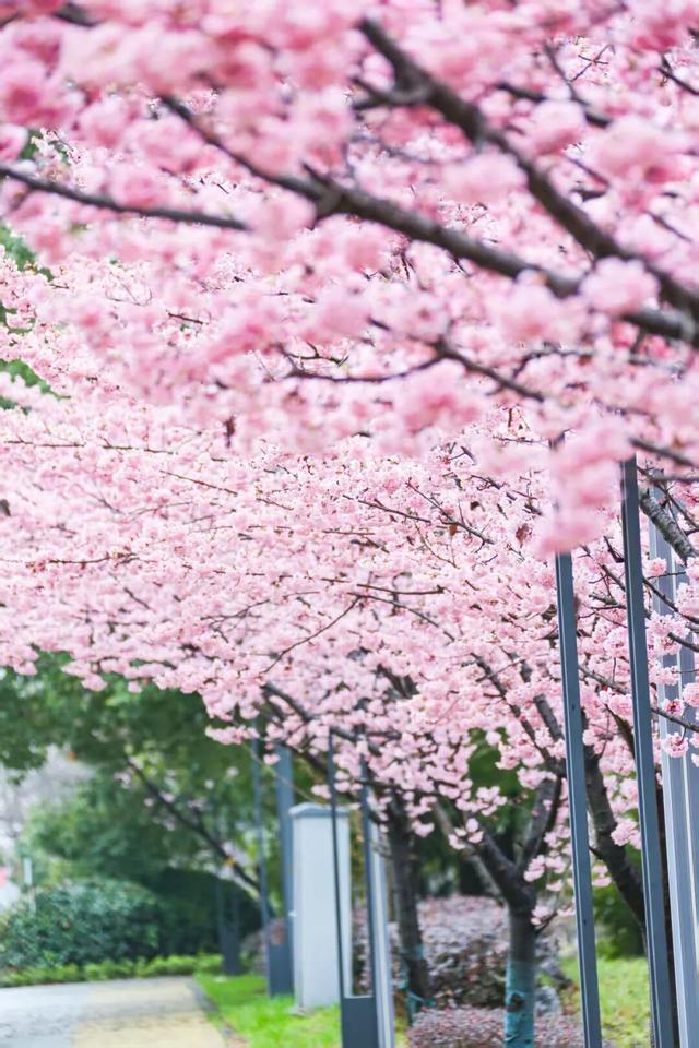 无锡的樱花都美成这样了！