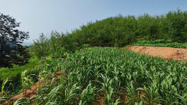 中伏天爬山体验，记石家庄鹿泉常河-北紫沟-南紫沟-南寨穿越