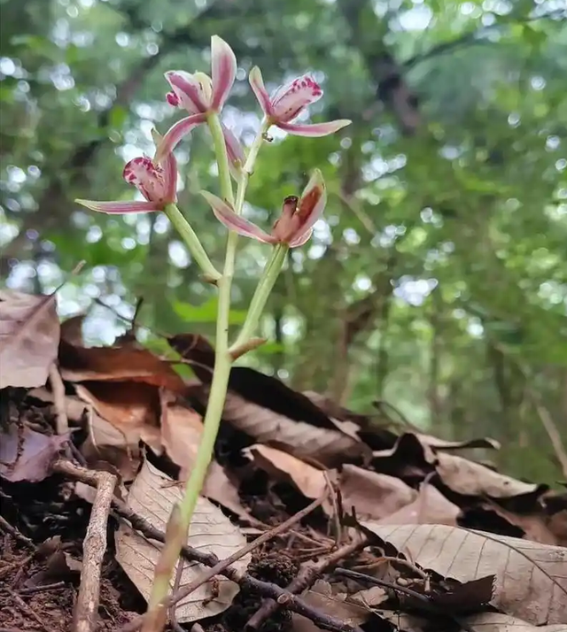 一年仅出现几天！24年四川首次发现“隐身”植物，遇见堪比中彩票