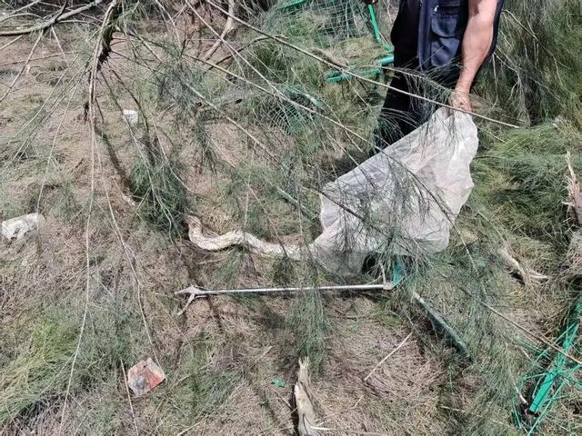 我嘞个乖乖，工地挖出"蛇中巨无霸"，惊现4米巨蟒！