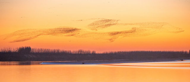 黄河入海 大美垦利 | 东营垦利观鸟贴心攻略