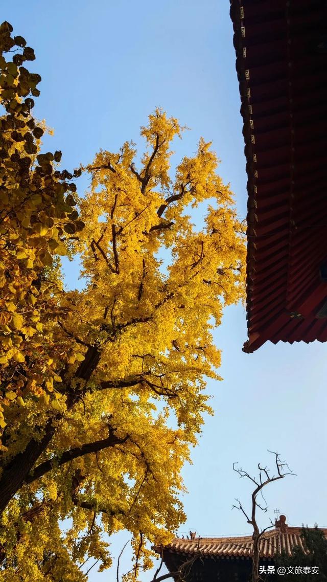 错过等一年！带你打卡岱庙里当红的「黄金擎雷银杏」，这样拾秋秒出大片！