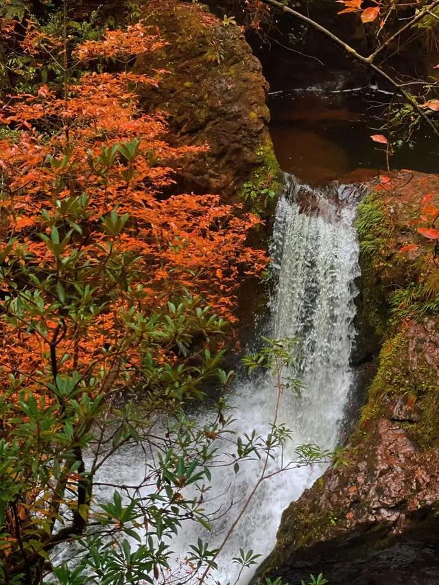 秋假免门票！抓住秋天的尾巴~来龙苍沟秋假赏秋领限定奖牌！