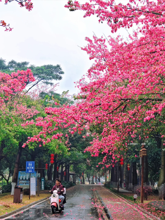 粉色异木棉盛放中！佛山五区这些观赏点，再不去就晚了