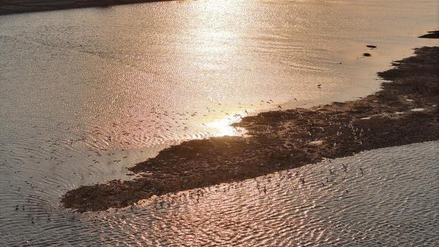 山东日照：“鸟群”版银河流动一幅生态画卷