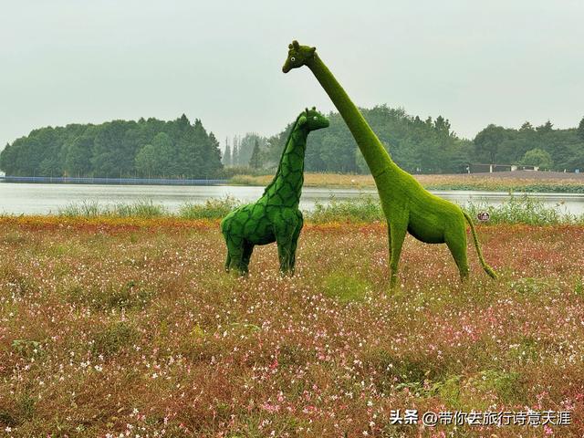 南京高淳固城湖水慢城风光