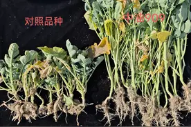 患病率从100%降到0.54%！油料所油菜新品种表现优异图片