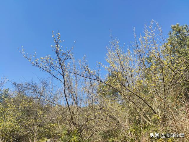 春风拂过汉江，花开成诗，不必远行，推开窗就是人间仙境！