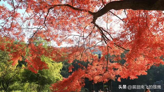 《我与老友兴元漫步森林公园赏枫叶》札记