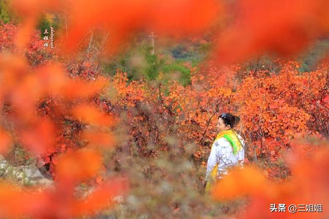 中原红叶的巅峰之作，空气都是红的