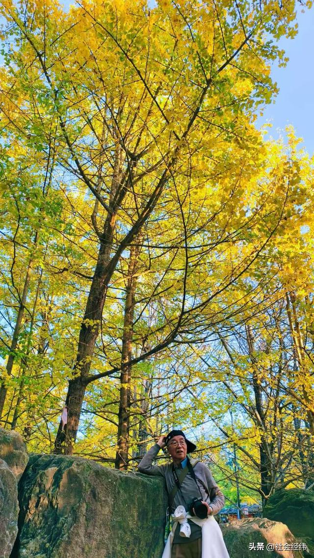 金色童话！腾冲千年银杏村，巷陌皆染秋光醉