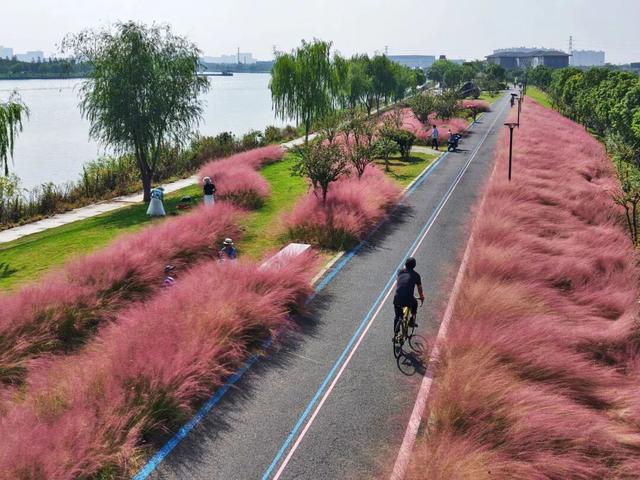 一秒圈“粉”！浙江秋天最动人的“粉色云雾”来了