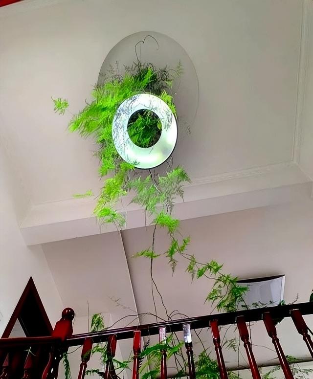 “阴花不能进阳宅”。家里若有这5种花，请赶紧“搬出去”！