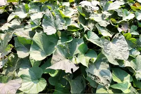 红薯常用的控旺剂有哪些？用量多少？配方记牢图片