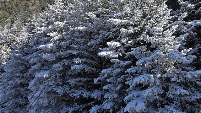 武山县太皇山：雪松琼枝绽冬韵