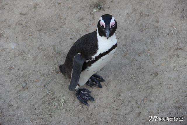 南部非洲：南非开普敦企鹅岛