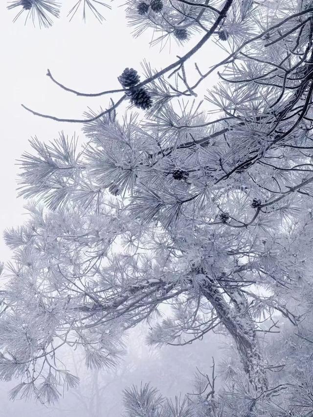小雪至，来临沂 | 这个冬天不必远行，来临沂领略冬日景区独特魅力