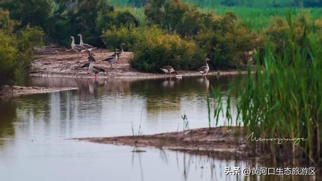 【黄河口生态旅游区】开学季 奔赴自然之美