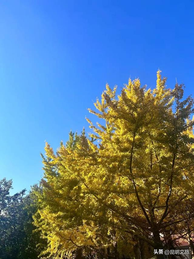 美爆！美爆！超全攻略！超出片！🤳昆明银杏黄金倒计时，抓紧时间冲~