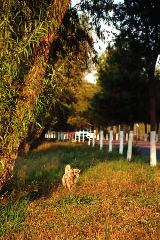 北疆文化 遇鉴赛罕 | 秋色漫卷赛罕:快将秋日打包,赶赴一场赛罕秋约!