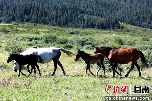 夏日山丹马场马儿俊美 景色无限好