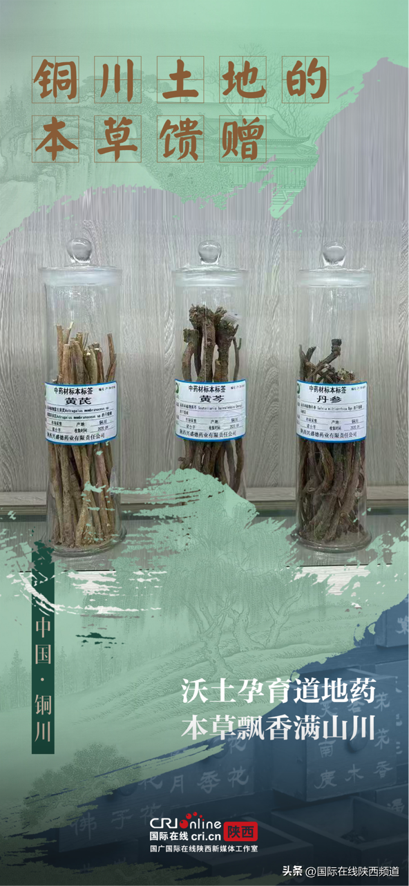从药王故里到康养胜地 铜川解锁千年中医药文化传承密码（海报）