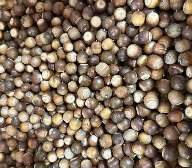 首次发现仅3株	，25年云南又发现2株，网友：不稀奇，老家遍地都是