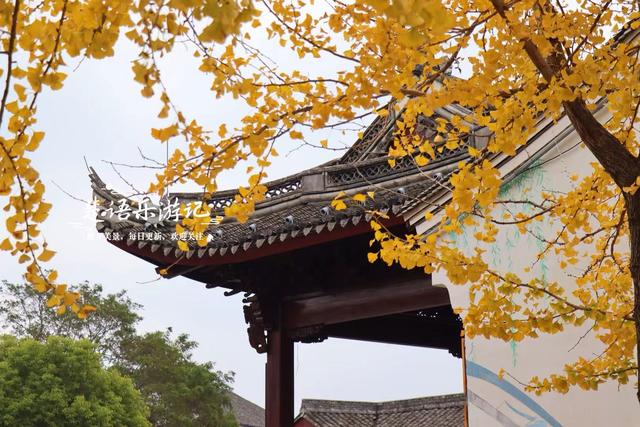 浙江宁波少有的水乡古镇，银杏大道与银杏林太美了，错过再等一年