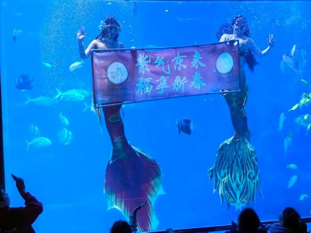 限量企鹅“福印”！海淀这个“海底世界”水下送惊喜