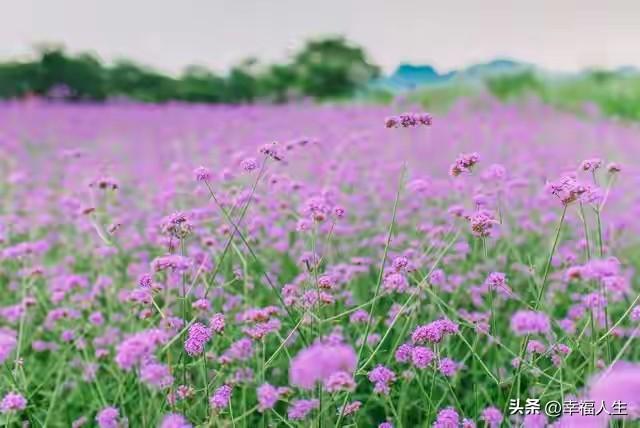 情人是天定的缘，若注定相遇，千山万水终会相逢。