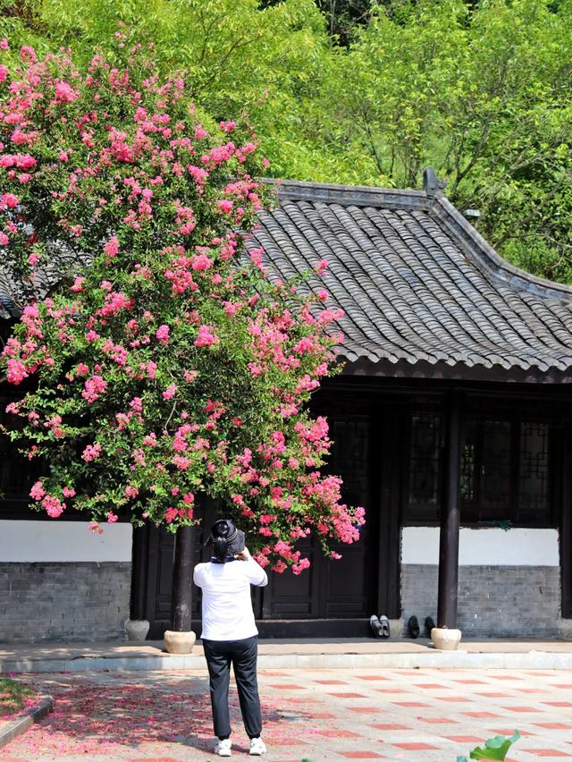 轨道直达!重庆“紫薇花瀑布”太浪漫了