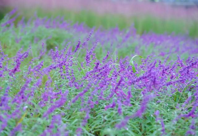 粉粉粉粉粉粉紫紫紫紫紫紫！金堂这里，好漂亮……