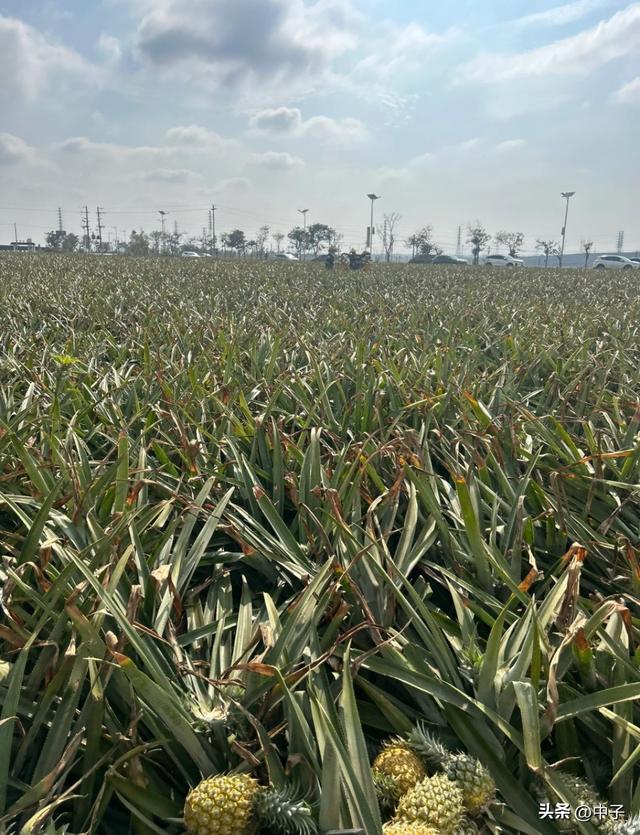 中国大陆最南端：35万亩菠萝海美过普罗旺斯，却是广东最穷县。