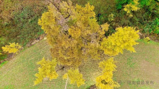 嘉陵江畔，静观一季秋色流转