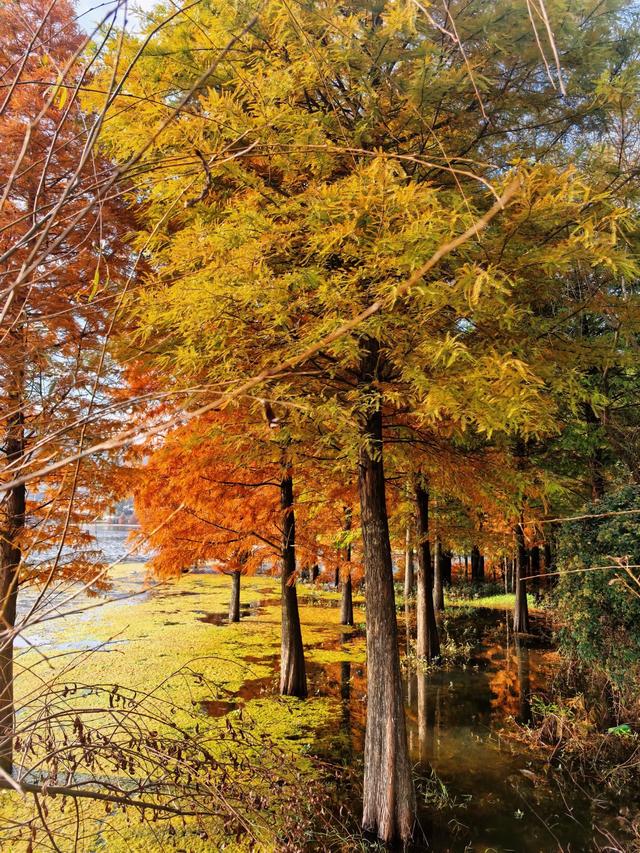 不用去远方，三家村水库水杉红了，一半湖水一半红林太出片了