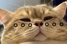 比毒猫粮更可怕的是：养猫人都相信猫粮比自制猫饭更健康！图片