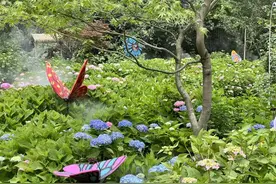 绣球开，夏日来！杨浦这里花海绚烂绽放图片