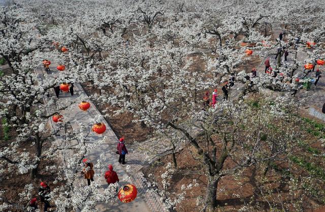 河北旅游推荐：魏县。梨乡水城的千年风雅，舌尖上的京津冀后花园