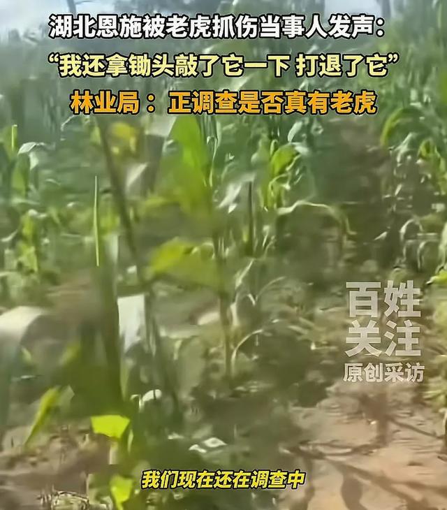湖北恩施一村民干农活时被老虎抓伤：持锄头敲了它几下 摇摇头走了