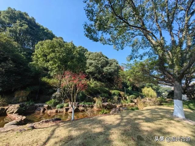 温州这个闹市中的公园，冬天亦有一番好风光！