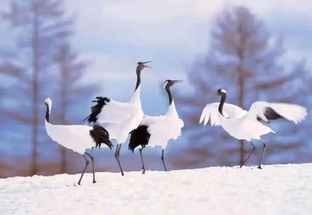 鹤舞雪原 肉香暖冬！齐齐哈尔冬季漫游指南——不止烤肉的冰雪秘境