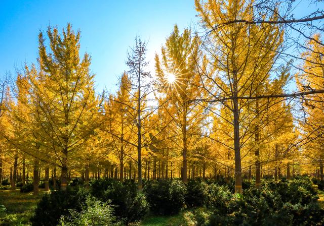 秋日邀约｜听说，你们都去看银杏了