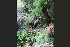 憨态可掬！宝鸡太白县黄柏塬景区再现野生大熊猫图片