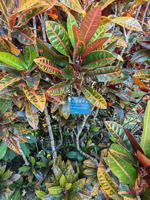 在植物园里寻找哲理