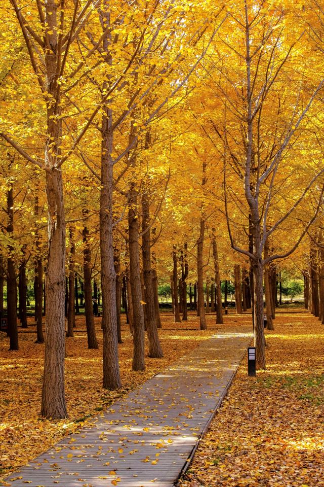北京小众银杏林，郊外静谧的金色海洋，朝阳平房公园