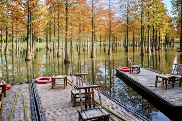 宿迁泗洪洪泽湖湿地，芦苇遍布，环境优美，一幅被秋天浸染的画卷