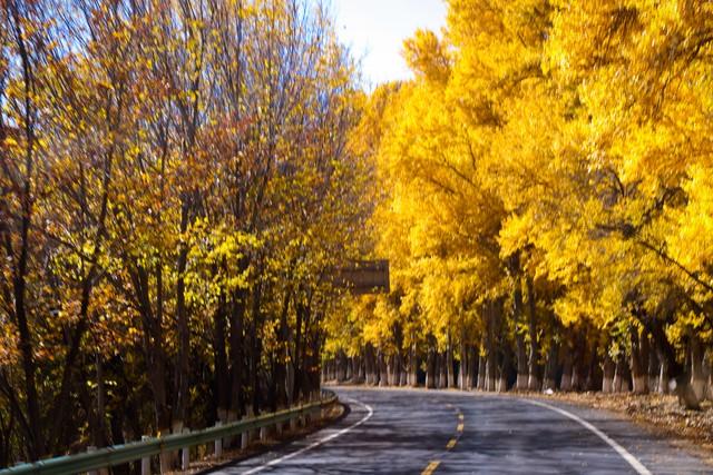 镀了金的新疆秋色，彩色绘就，五处秘境邂逅最诗意的天山南北